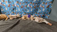 Kit, a female Golden Retriever for sale in West Plains, MO – 2 of 7