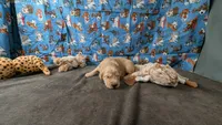 Charley, a male Golden Retriever for sale in West Plains, MO – 4 of 7