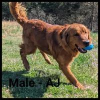 Kit, a female Golden Retriever for sale in West Plains, MO – 6 of 7