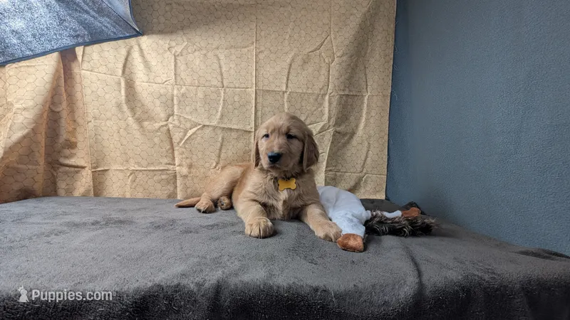 Raye – Golden Retriever puppy for sale in West Plains, MO