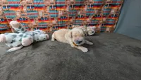 Cash, a male Golden Retriever for sale in West Plains, MO – 4 of 7