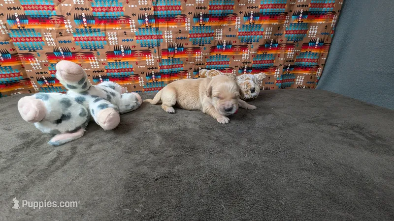 Bugs – Golden Retriever puppy for sale in West Plains, MO
