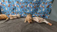 Raye, a male Golden Retriever for sale in West Plains, MO – 3 of 7
