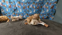 Boomer, a male Golden Retriever for sale in West Plains, MO – 3 of 7