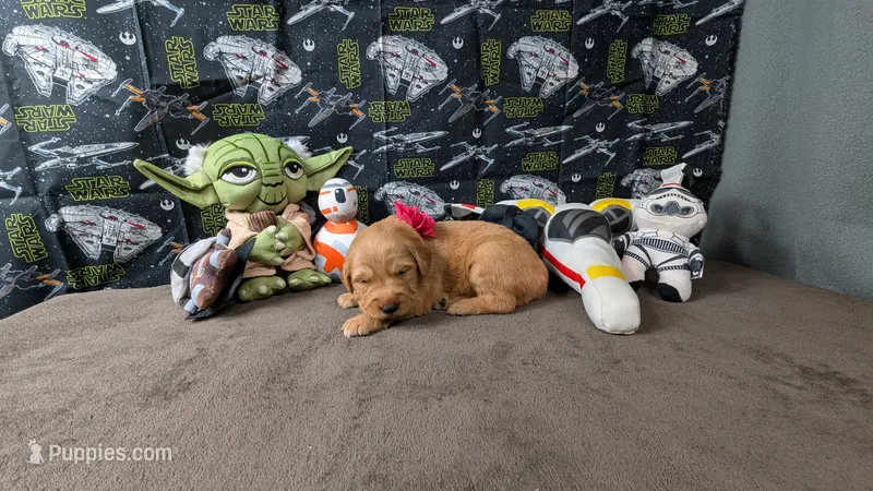 Tulip – Golden Retriever puppy for sale in West Plains, MO
