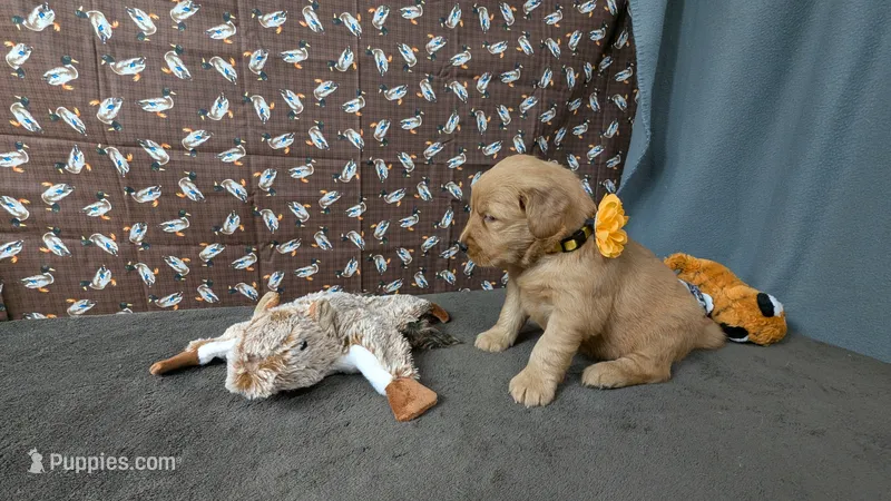Poppy – Golden Retriever puppy for sale in West Plains, MO