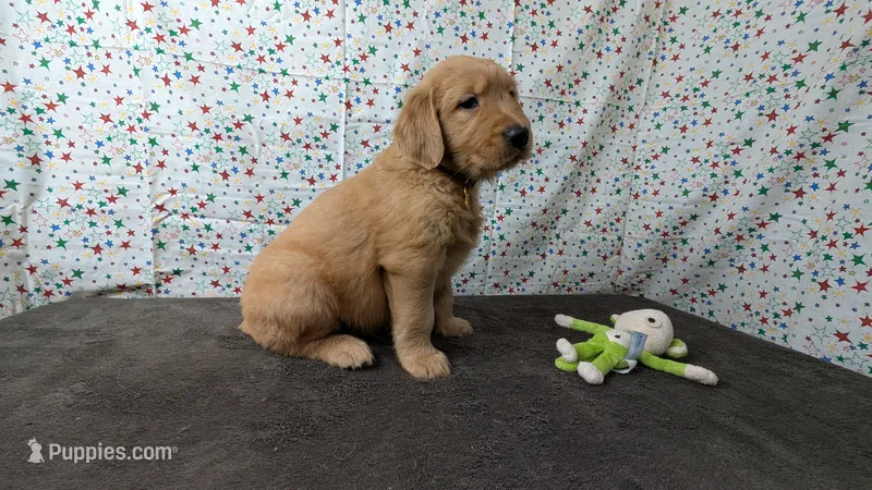 Raye – Golden Retriever puppy for sale in West Plains, MO