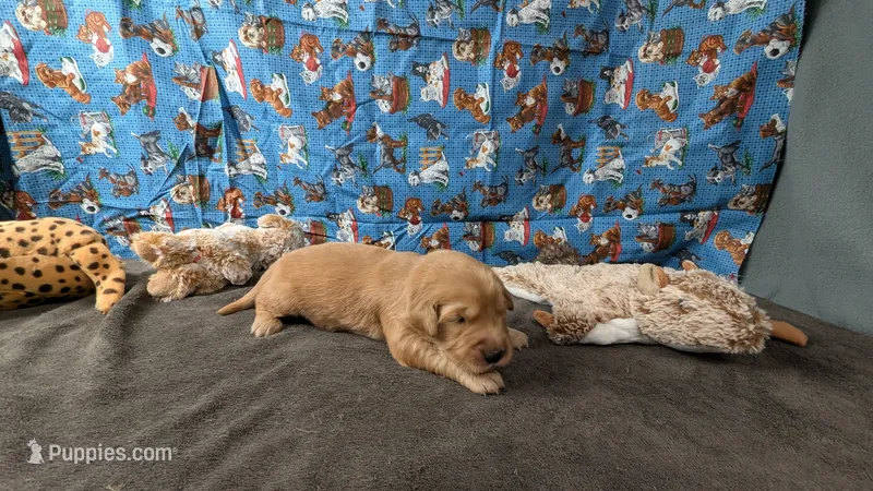 Ollie – Golden Retriever puppy for sale in West Plains, MO