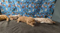 Ollie, a male Golden Retriever for sale in West Plains, MO – 1 of 7