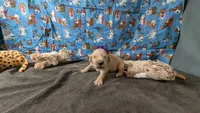 Kit, a female Golden Retriever for sale in West Plains, MO – 3 of 7