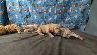 Seth, a male Golden Retriever for sale in West Plains, MO – 3 of 7