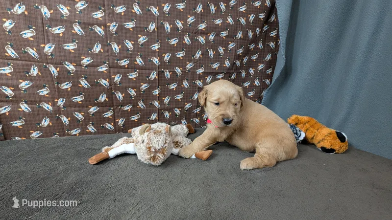 Seth – Golden Retriever puppy for sale in West Plains, MO