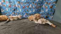 Otto, a male Golden Retriever for sale in West Plains, MO – 4 of 7