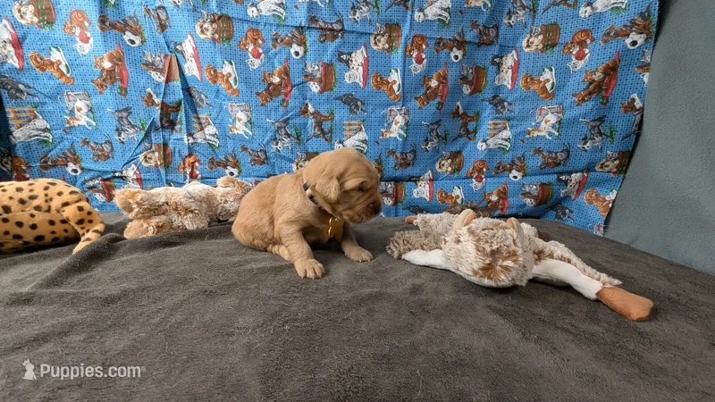Raye – Golden Retriever puppy for sale in West Plains, MO