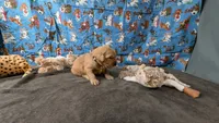 Raye, a male Golden Retriever for sale in West Plains, MO – 1 of 7