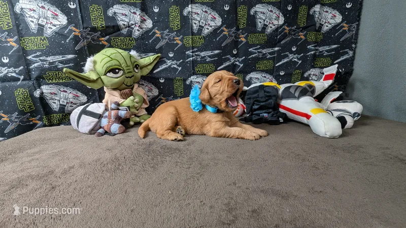 Libby – Golden Retriever puppy for sale in West Plains, MO