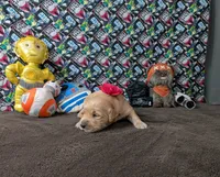 Lola, a female Golden Retriever for sale in West Plains, MO – 4 of 8
