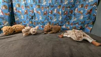Jesse, a male Golden Retriever for sale in West Plains, MO – 2 of 7