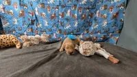 Libby, a female Golden Retriever for sale in West Plains, MO – 2 of 7