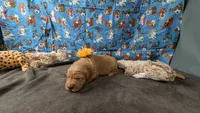 Poppy, a female Golden Retriever for sale in West Plains, MO – 4 of 7