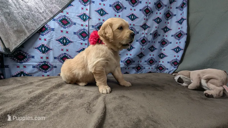 Lola – Golden Retriever puppy for sale in West Plains, MO
