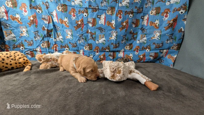 Otto – Golden Retriever puppy for sale in West Plains, MO