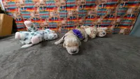Posey, a female Golden Retriever for sale in West Plains, MO – 1 of 7
