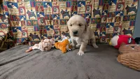 Izzy, a female Golden Retriever for sale in West Plains, MO – 3 of 7