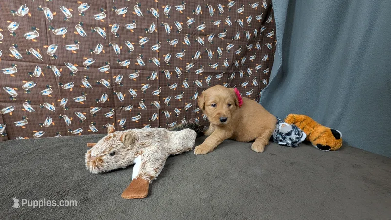 Tulip – Golden Retriever puppy on hold in West Plains, MO