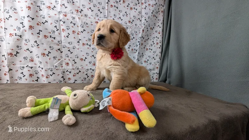 Lola – Golden Retriever puppy for sale in West Plains, MO