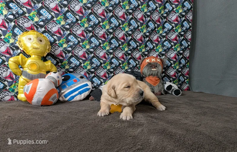 Cash – Golden Retriever puppy for sale in West Plains, MO