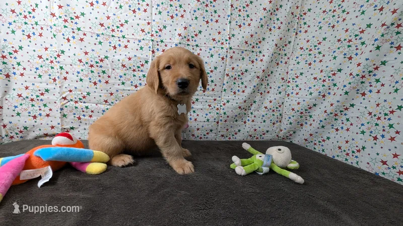 Otto – Golden Retriever puppy for sale in West Plains, MO