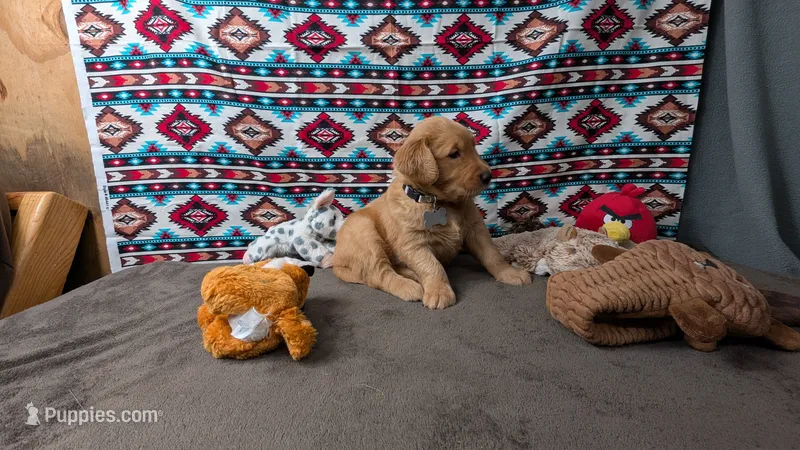 Otto – Golden Retriever puppy for sale in West Plains, MO
