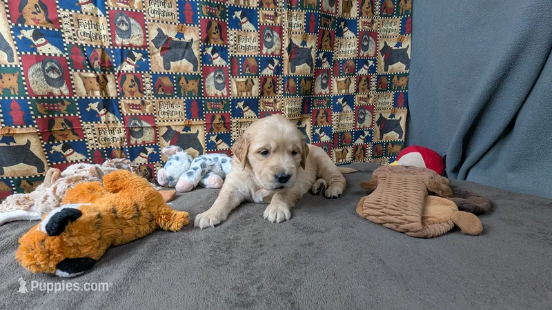 Lola – Golden Retriever puppy for sale in West Plains, MO