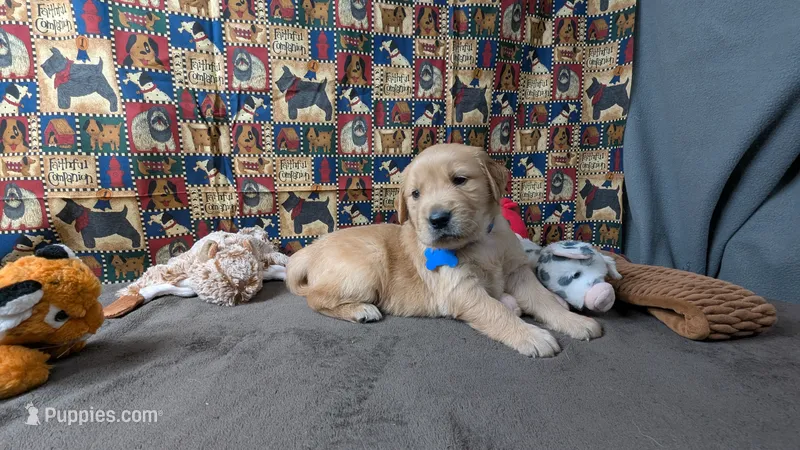 Cosmo  – Golden Retriever puppy for sale in West Plains, MO