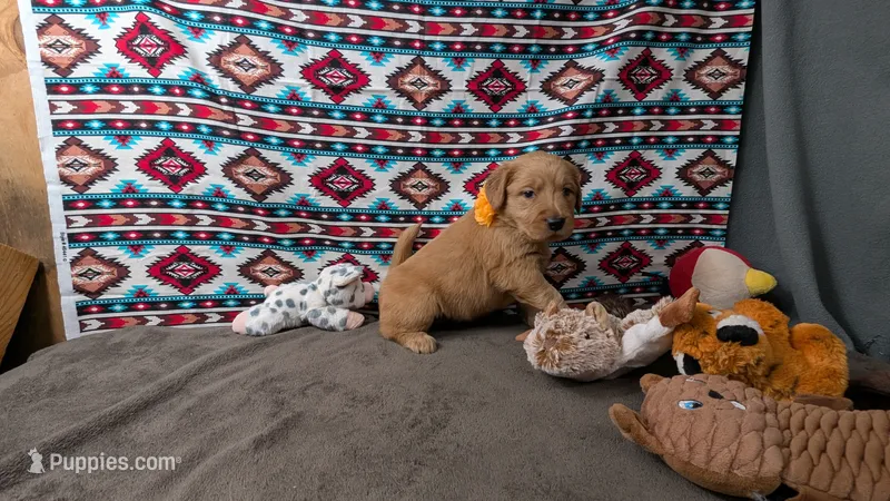 Poppy – Golden Retriever puppy for sale in West Plains, MO