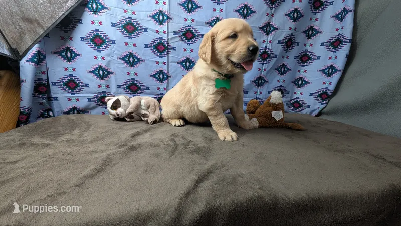 Luke – Golden Retriever puppy for sale in West Plains, MO