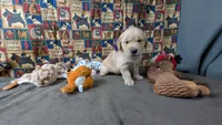 Izzy, a female Golden Retriever for sale in West Plains, MO – 2 of 7