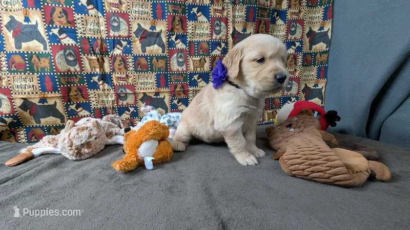 Izzy – Golden Retriever puppy for sale in West Plains, MO