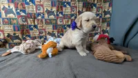 Izzy, a female Golden Retriever for sale in West Plains, MO – 1 of 7