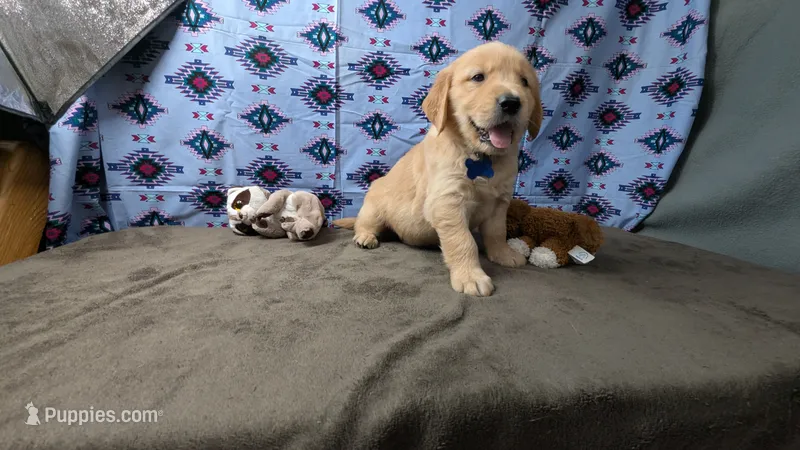 Cosmo  – Golden Retriever puppy for sale in West Plains, MO