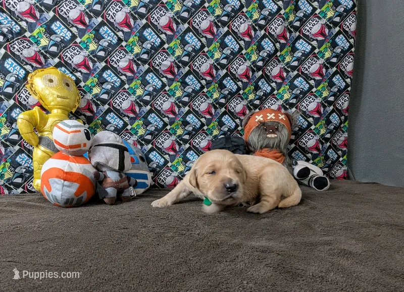 Luke – Golden Retriever puppy for sale in West Plains, MO