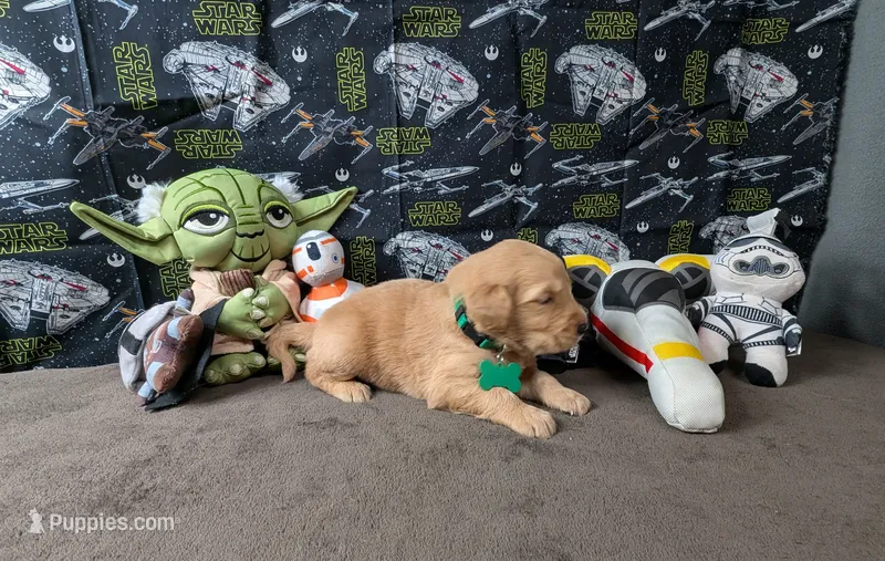 Charley – Golden Retriever puppy for sale in West Plains, MO
