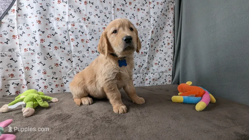 Cosmo  – Golden Retriever puppy for sale in West Plains, MO