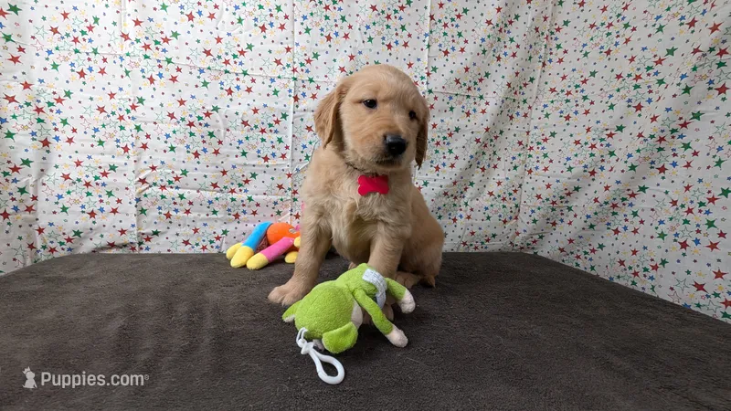 Seth – Golden Retriever puppy for sale in West Plains, MO