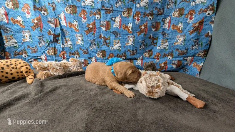 Libby – Golden Retriever puppy for sale in West Plains, MO