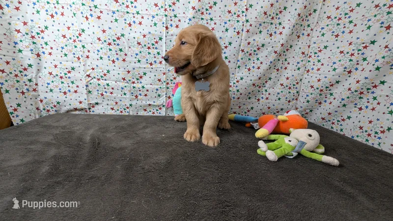 Otto – Golden Retriever puppy for sale in West Plains, MO
