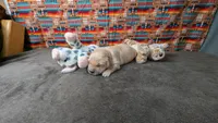 Luke, a male Golden Retriever for sale in West Plains, MO – 3 of 9