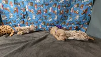 Kit, a female Golden Retriever for sale in West Plains, MO – 4 of 7