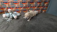Bugs, a male Golden Retriever for sale in West Plains, MO – 4 of 7